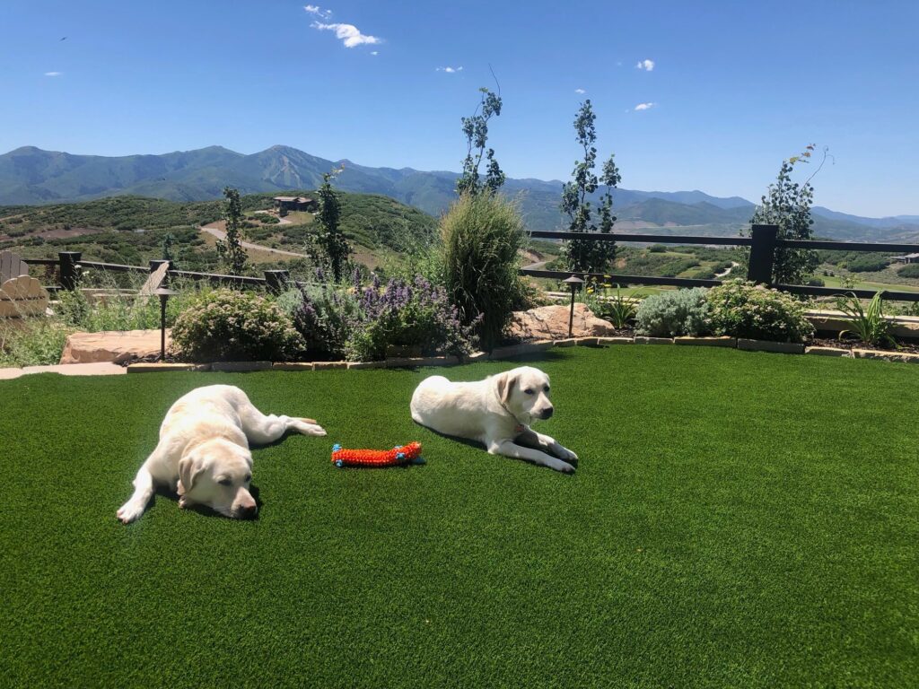 Artificial Pet Turf and Golf Greens