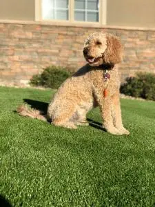 safe synthetic grass for pets and kids